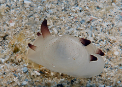 Scintilla philippinensis