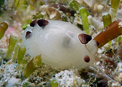 Scintilla philippinensis