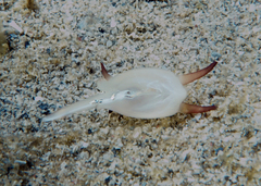 Scintilla philippinensis