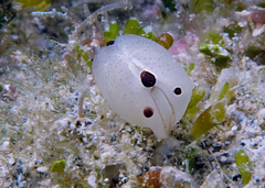 Scintilla philippinensis