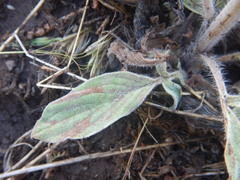 Phacelia heterophylla