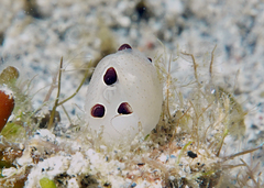 Scintilla philippinensis