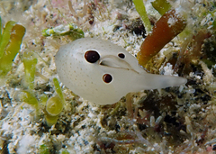 Scintilla philippinensis