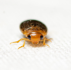 Laccophilus proximus