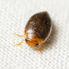 Laccophilus proximus