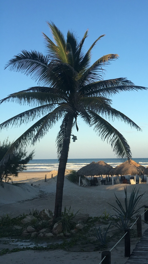 coconut palm from Playa Miramar, Ciudad Madero, TAMPS, MX on April 29