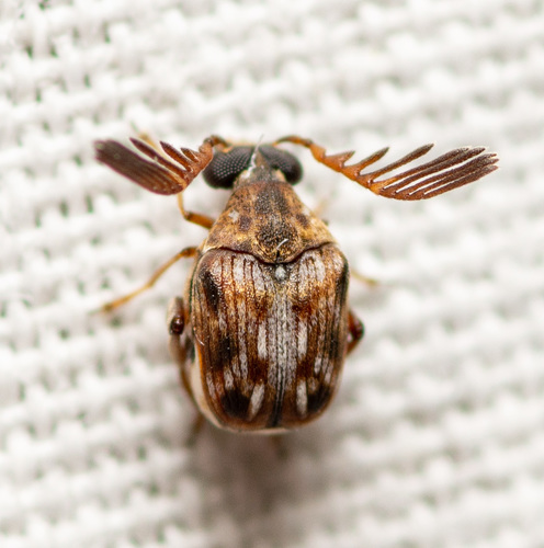 Cubical Bruchid