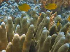 Pomacentrus moluccensis