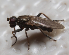 Copromyzinae