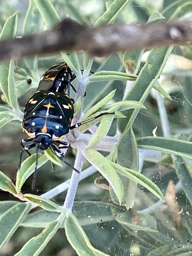 iNaturalist observation photo of Harlequin Bug