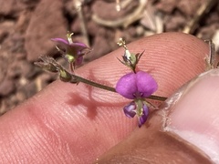 Desmodium scorpiurus