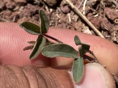 Desmodium scorpiurus