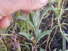 Penstemon roezlii