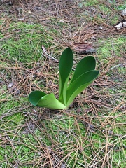 Haemanthus coccineus