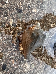 Volegalea cochlidium