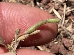 Desmodium scorpiurus