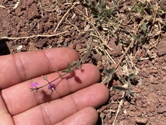 Desmodium scorpiurus