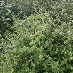 Minthostachys mollis