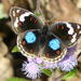 Junonia oenone oenone - Photo (c) Colin Ralston, some rights reserved (CC BY-NC)