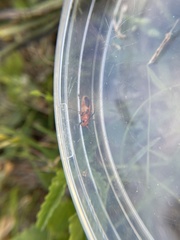Phyllobrotica sororia