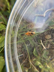 Phyllobrotica sororia