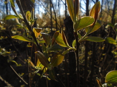 Salix paradoxa