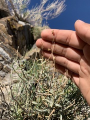 Penstemon fruticiformis