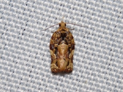 Argyrotaenia sphaleropa