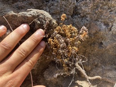Myriopteris peninsularis insularis