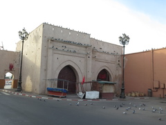 Columba livia domestica