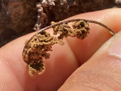 Myriopteris peninsularis insularis