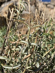 Penstemon fruticiformis