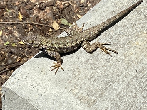 iNaturalist observation photo of Western Fence Lizard