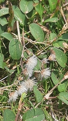 Alysicarpus ovalifolius