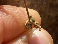 Myriopteris peninsularis insularis