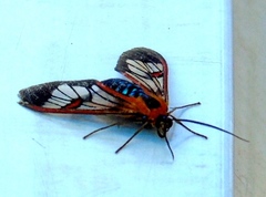 Cosmosoma cingulatum