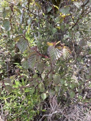 Viburnum betulifolium