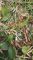 Alysicarpus ovalifolius