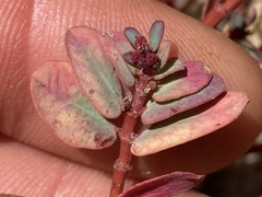 Euphorbia anthonyi