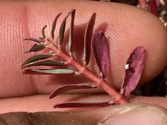 Euphorbia anthonyi