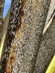 Leucaspis cordylinidis