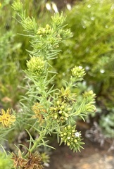 Thesium scabrum