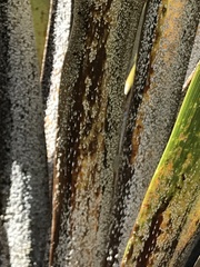 Leucaspis cordylinidis