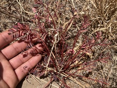 Euphorbia anthonyi