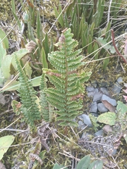 Polystichum cochleatum