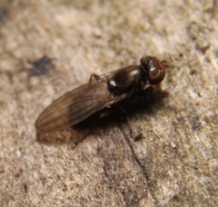 Aulacigaster mcalpinei