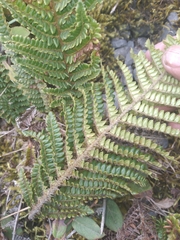 Polystichum cochleatum