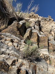 Penstemon fruticiformis