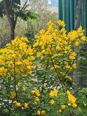 Senna bicapsularis
