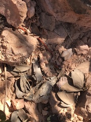 Apostolepis assimilis